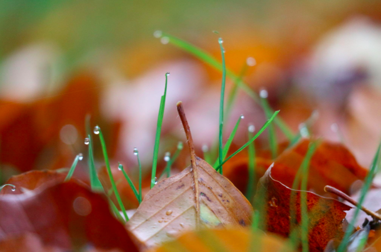 Breathing with the Seasons: Reconnecting with Nature’s Wisdom Through the Wheel of the Year